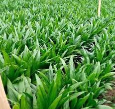 Hybrid Oil Palm Seedlings (Socapalm)